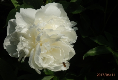 Pestřenka odpočívá