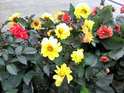 Pro potěšení kolemjdoucích