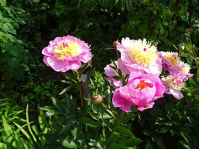 Pivoňky do třetice...