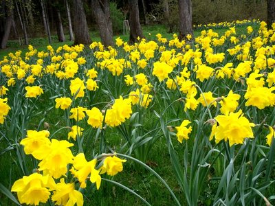 Louka plná narcisek