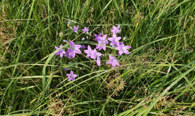 Právě odzvánějí klekání