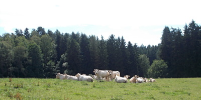 Pastva-nejen pro oči