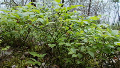 Už se těším,mňam