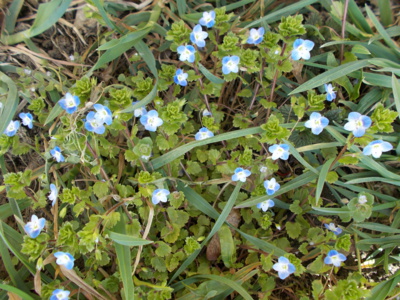 Rozrazil nebo bouřka ?