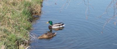 Bezhlavě zamilovaná