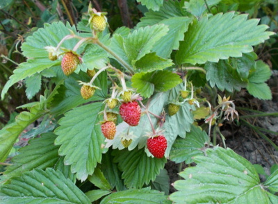 Nabídněte si - nesoutěžní