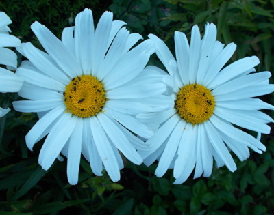 On a ona-jinak jeden pár