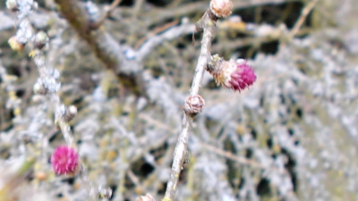 Barevné korálky  v lese.