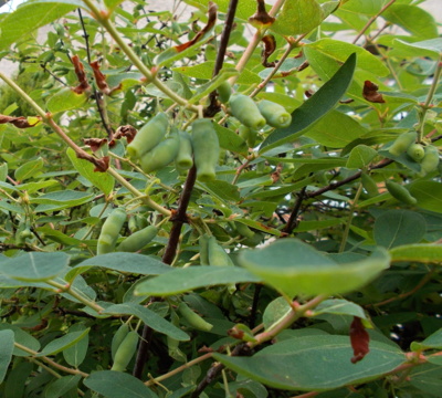 Ještě  chvilku a už budou....