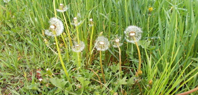 Med už z nás nebude