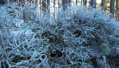 Borůvčí odpočívá