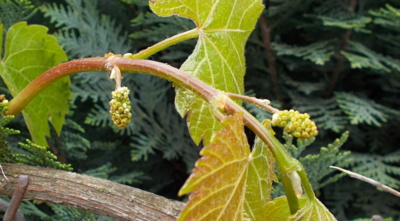 Bílé nebo červené