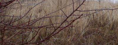 Perličky únorového deště na trní navlečené.