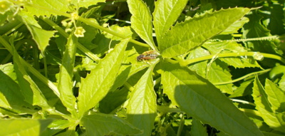 V odpoledním slunci*