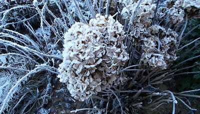Hortensie,,zimní".