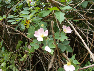 Zakletá princezna ?