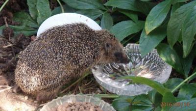 Po jídle je žízeň