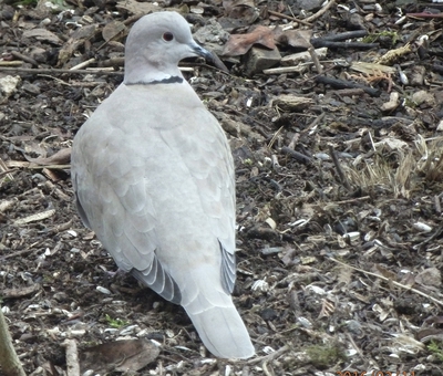 Pod krmítkem se také něco najde..