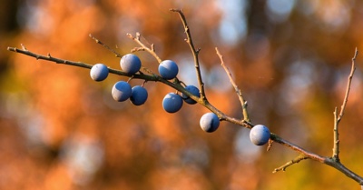 Podzimní ladění ...