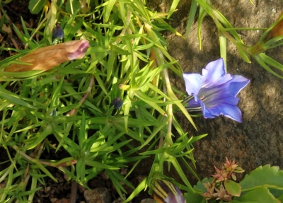 Podzimní hořec na skalce