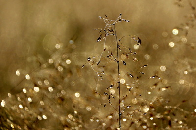 Podzimní ladění 3