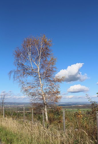 Osamělá břízka