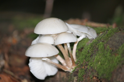 Porcelánová kráska…*