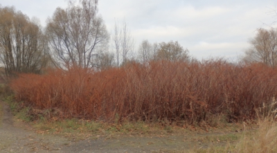 Porost invazní křídlatky