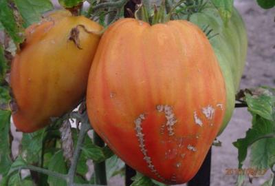 Poslední letošní úroda rajčat