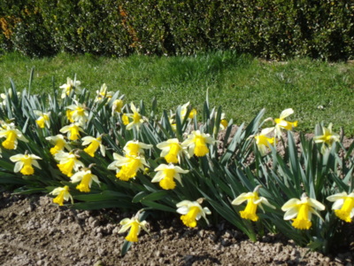 Poslední pozdrav narcisků