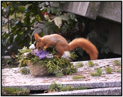 Potvůrka hřbitovní