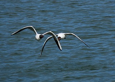 Usmívej se, vyletí ptáček