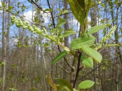 Před rozkvětem....