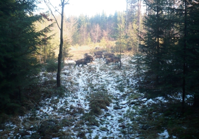 Překvapení na procházce