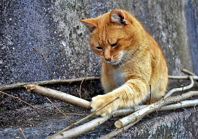 Při hře s klacíkem.