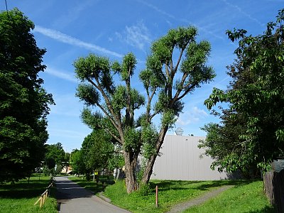 Přírodní bonsai
