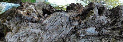 Vrásky  starého stromu