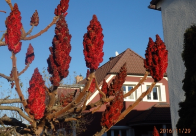 Přírodní svíčky - škumpa