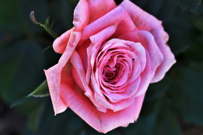 Pro Elenku s přáním rychlého návratu na íčko.