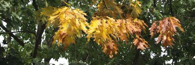 Podzimní probarvování