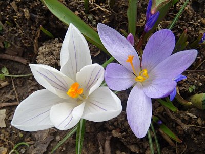 Prostřeno pro včeličky...