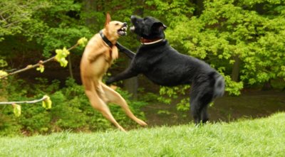...že by politické škádleni?....