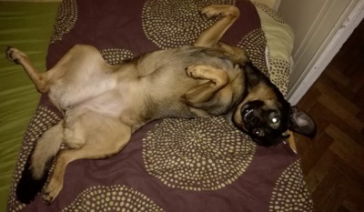 Psí výzva ke hře a drbání