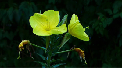 Večer se probouzí pupalky