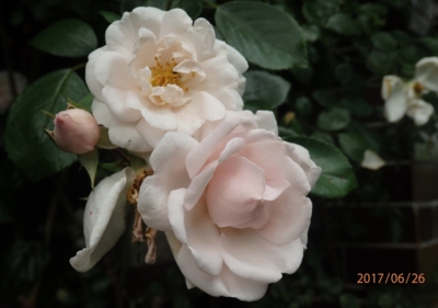 Původní šeské šlechtění - Marie Bohmova