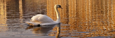 Zlaté vltavské zrcadlení s labutí