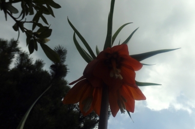 Řebčík královský