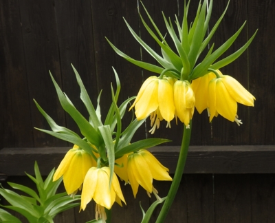 Řebčík královský žlutý