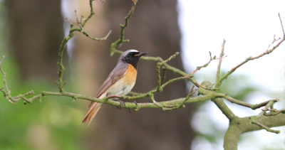 Na sklonku jara... (mladý rehek zahradní)
