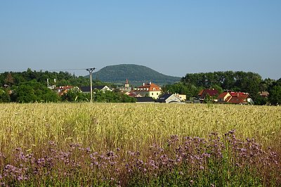 Svatá Markéta, hodila srp do  žita